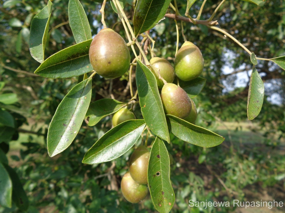 Vitex leucoxylon L.f.